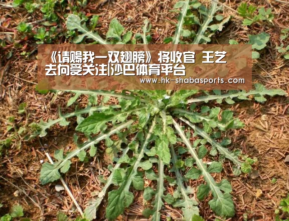 《请赐我一双翅膀》将收官 王艺曈去向受关注|沙巴体育平台(图1) 沙巴体育官网